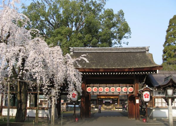 京都 平野 神社 60品種が咲き乱れる京都随一の桜の名所！「平野神社」の美しく珍しい桜